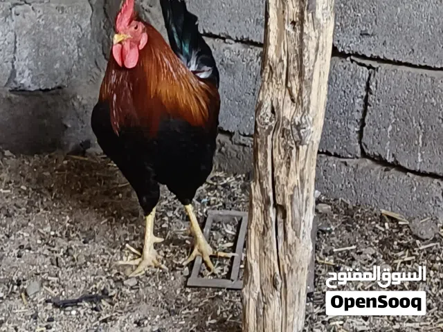 دجاج عرب نقي مع دجاجه كاركه الوصف مهم
