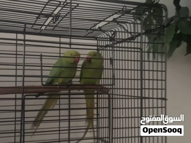 2 indian green ringneck parrots with cage