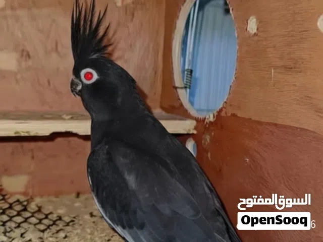 يا جماعه نبو حد يبدل قاب يبقى لينا تحت الفروخ بمقابل فرخين كوكتيل او بكاديلو مكان عين زار الكوبيا