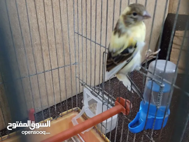 ذكر كناري صغير انتاج العام