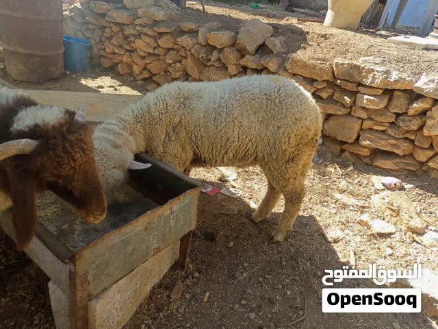 خاروف روماني ثلاث اشهر للبيع