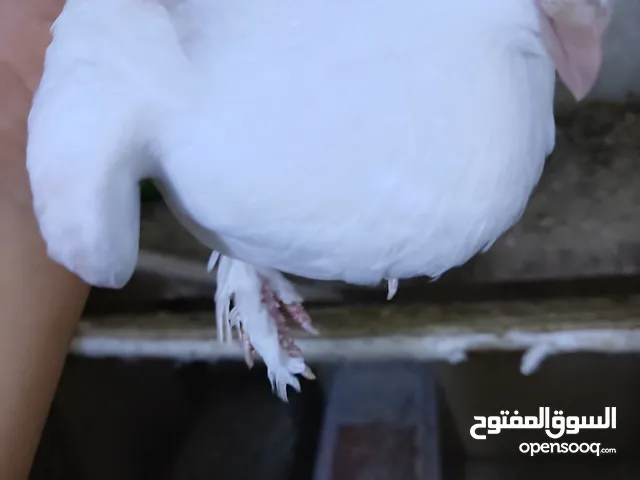 جوزين انجليزي ابيض