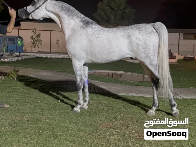 فحل جمال عربي