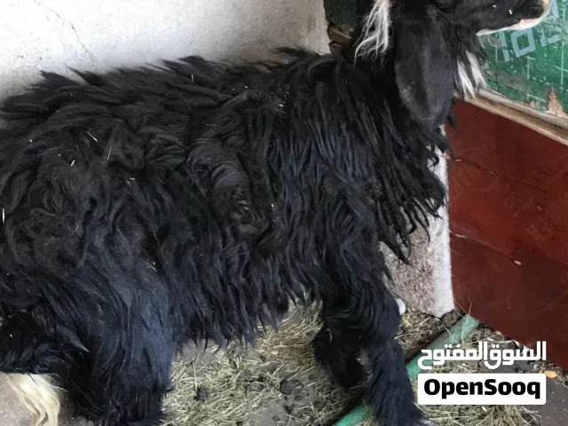 طلي نجدي السعر 250
