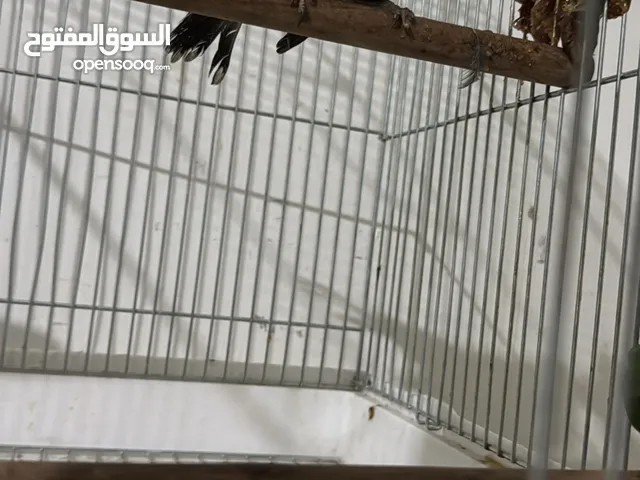 للبيع بلبل ربوة قفص