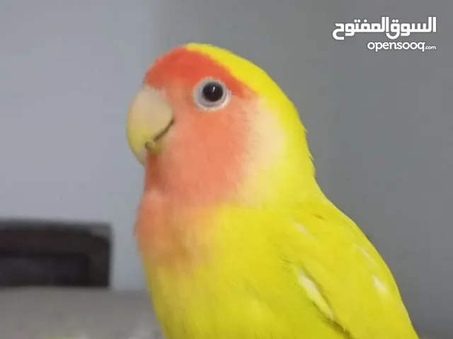 طيور البركديلو