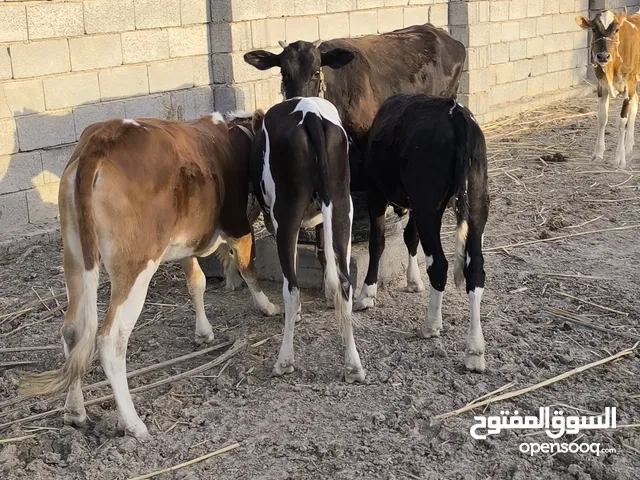 ابقار ابچاير عدد ثلاثه بعدهن ولا وحده حامل