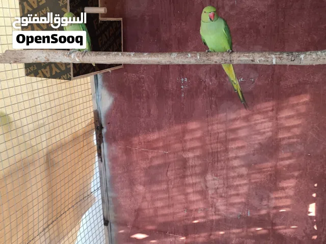 للبيع دره زوج