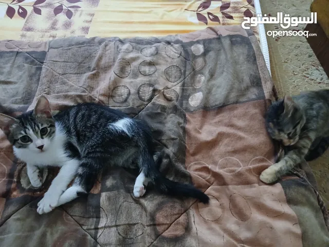 قطط للتبني عمرهم 3 شهور ذكر واحد و 3 بنات
