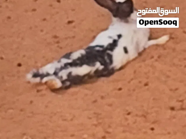 ارنب مالطي انتايا 6