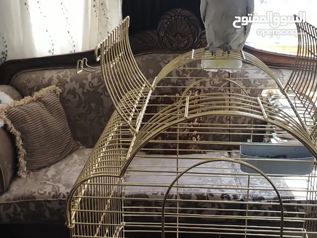 كوكاتو جوفن اليف جدا لعبه بصلاة على النبي حبه سوبر جامبو هدد داخل البيت ما بعض نهائيا في فيديوهات