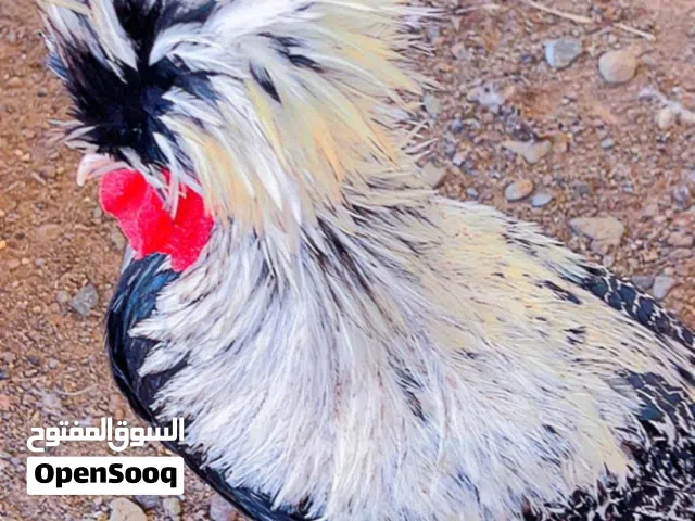 دايكه البولش الإسباني مستوى ممتاز ما شاء الله