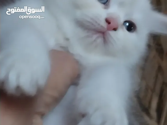 قطط هيمالايا اورانج ببور