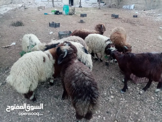 خرفان للبيع بصلاة على النبي