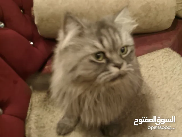 قط قط قط قط قط