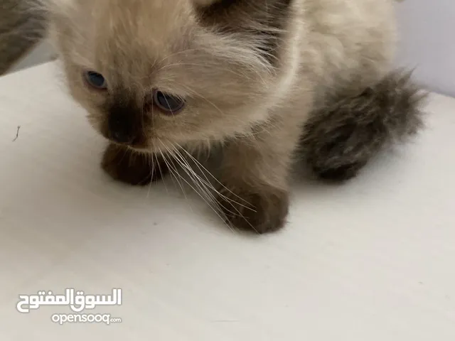 قطة هملايا بعمر شهرين