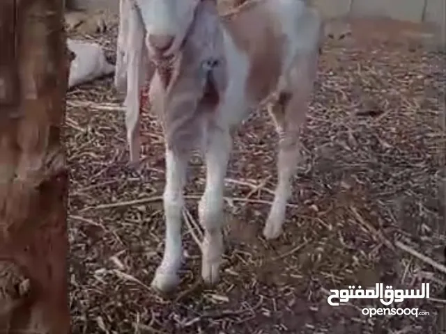 ماعز حجازي