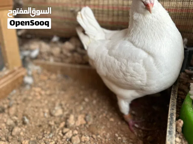 جوز كنق ابيض فطبول مع فرخهم