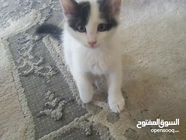 قط بلدي للتبني