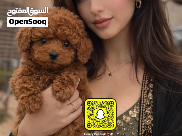 Dogs in uae , كلاب في الامارات