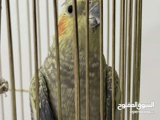طير كوكتيل للبيع
