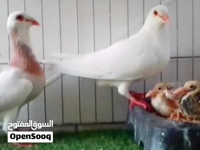 حمام غليظ زوج