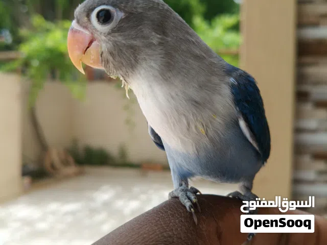 السلام عليكم انتاج فيشر لعشاق الترويض متعود علي الشرنقه المكان طربلس  مخوص خوصا 2026  التوصل علي اله