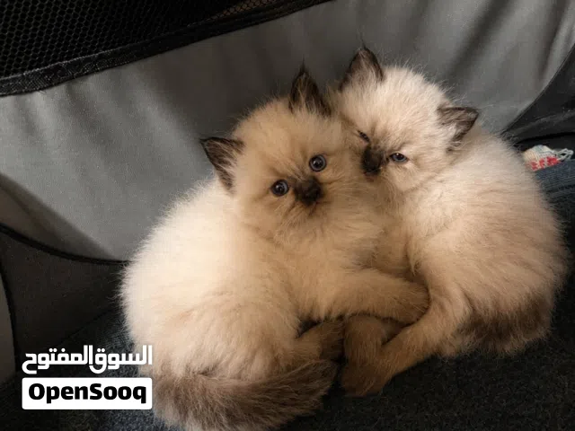 بسم  الله  تبارك  الله  .. قطط  همالايااا    بيورر   للبيعع ( ..  التفاصيل  كلها  تحت  بالوصف  ..  )