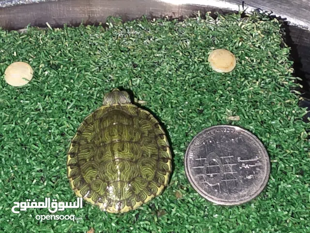 سلاحف برمائي بيبي للبيع
