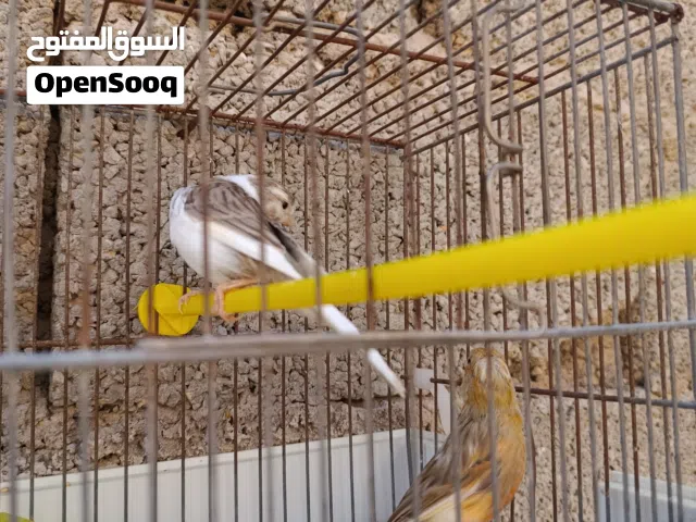متوفر اناثي كناري للبيع