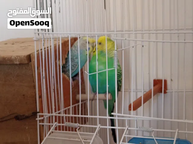 كوبيا بقلينو سعر قابل النقاش