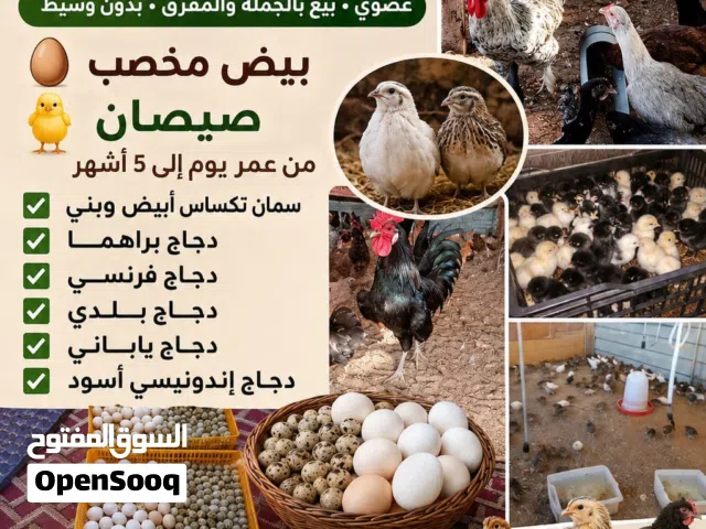 للبيع بجمله و مفرق