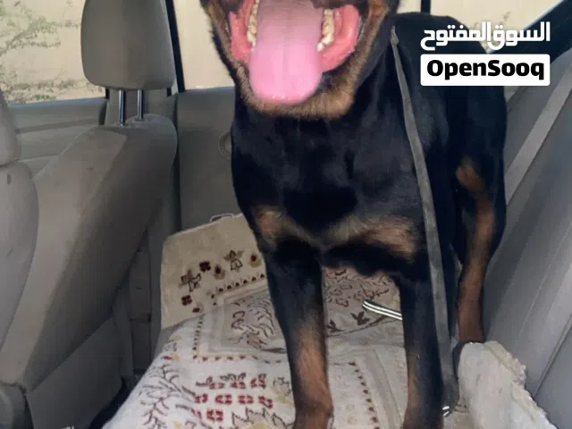 ذكر روت وايلر حط سعرك و شله أليف و لعوب و مستواه توب