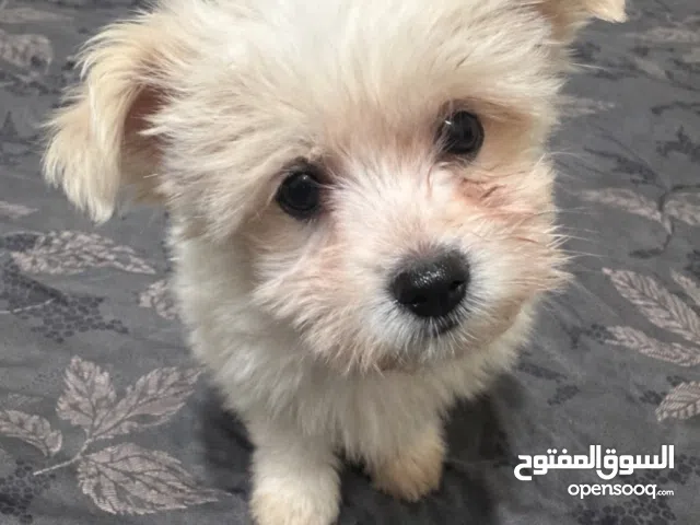 جرو لولو انثى للبيع