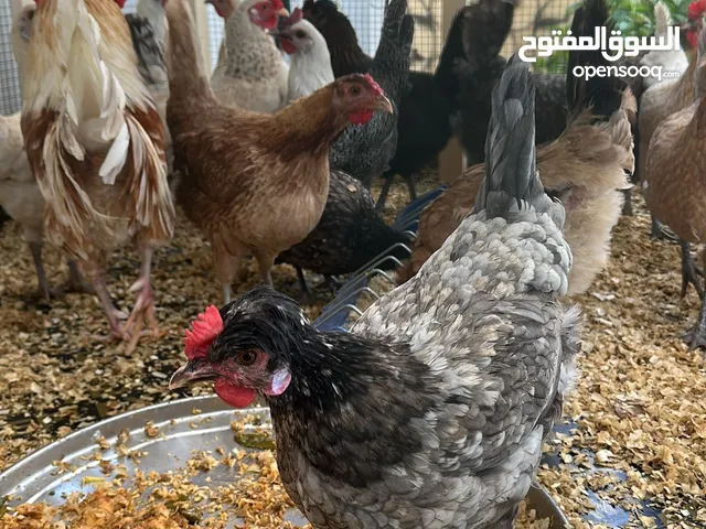 دجاج بياض للبيع