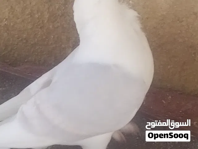 زوج مع افراخهن مراوس بعرايس