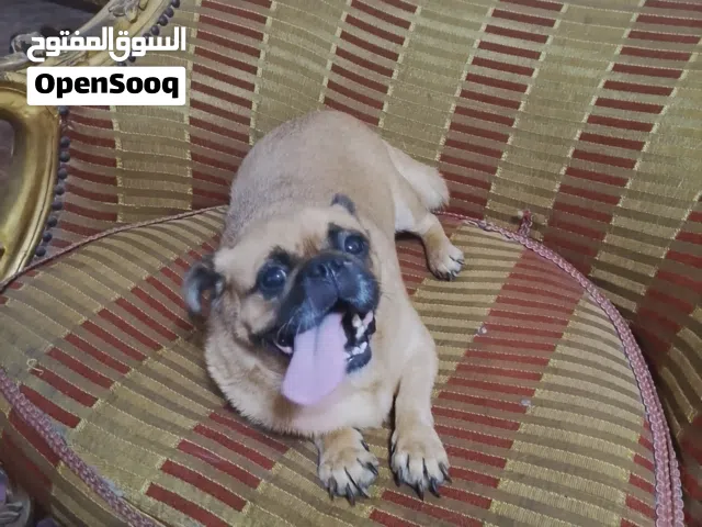 بج .،   بنت
