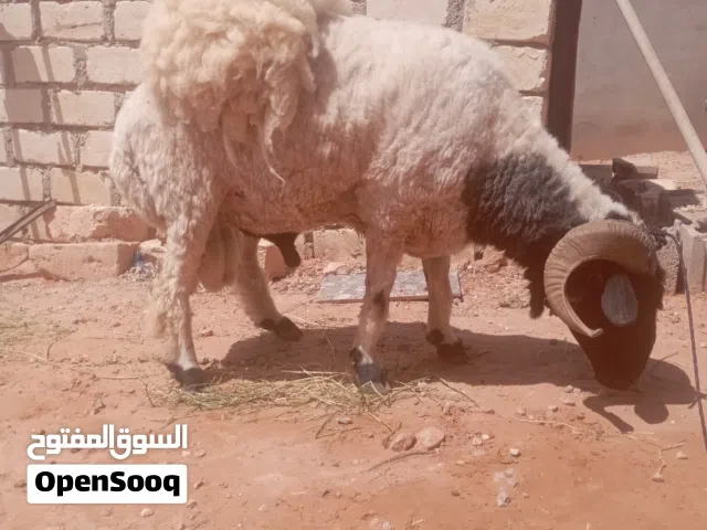 خروف الله يبارك