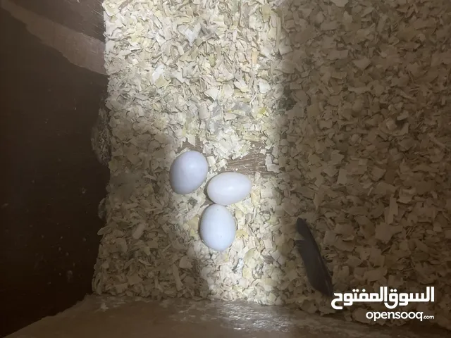 طيور كوكتيل للبيع