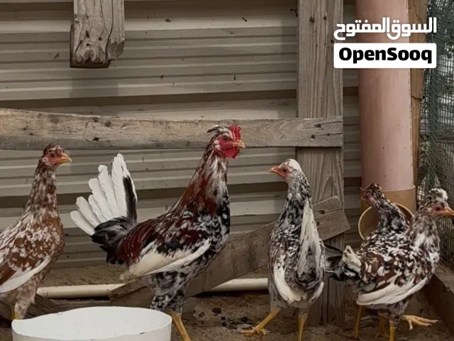 للبيع دجاج عربي