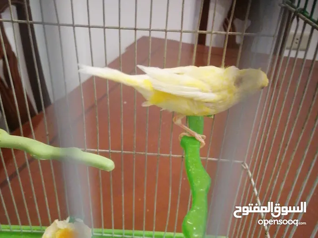 كناري أنثى جاهزة مع قفص ب 25 دينار مشاء الله صحة و نظافة موجودة بشفا بدران مع ذكر شهر و يجهز ب 10