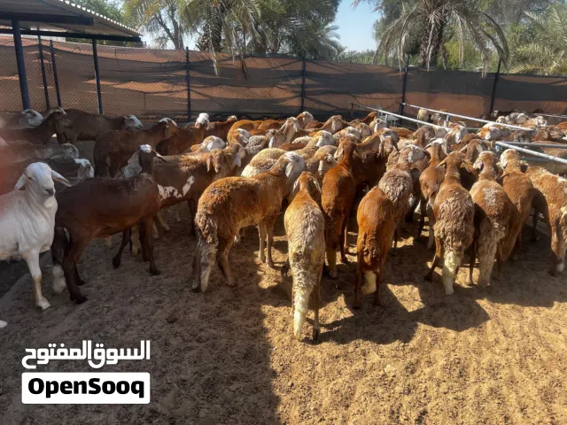 للبيع الاضاحي خرفان سودانيه
