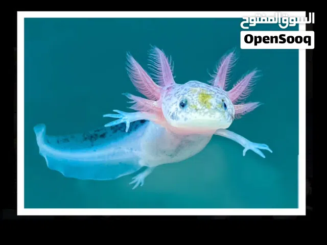 سمكه Axolotl العمر سنه (في بدايه البلوغ)