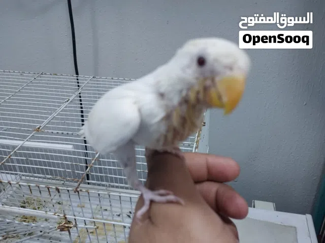 فرخ طير حب