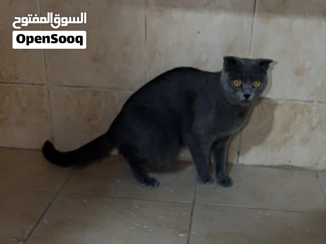 قطة انثى للتبني - سكوتش فولد