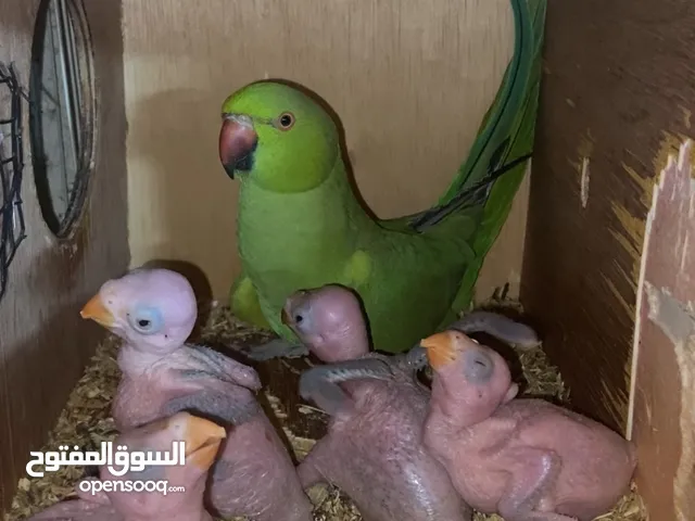 ببغاء دره انثي أليف و ذكر مش أليف مع 4 فروخ