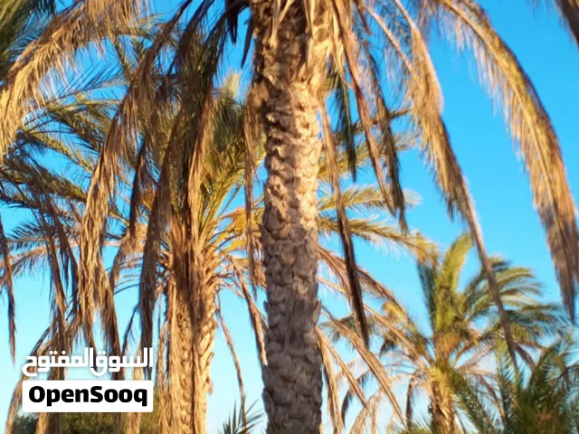 نخيل للبيع - الزاوية الغرب ابي عيسي