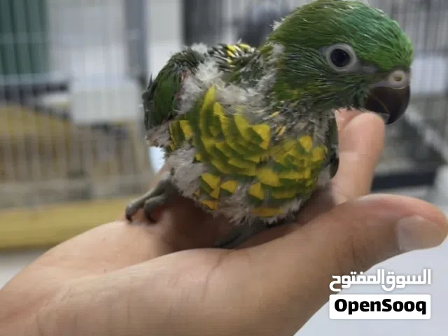 فرخ سكالي لوري