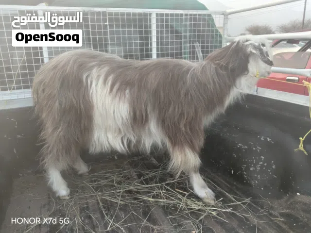 شاه من الجبل رغد وسمينه للربى او الذباح