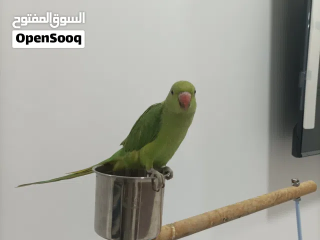 ببغاءالدره الوصف مهم